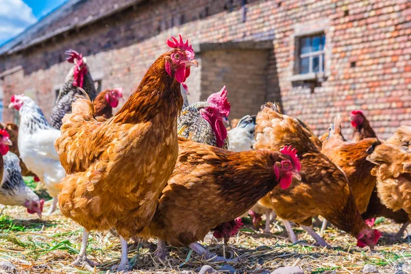 Poulets dans une ferme avicole traditionnelle en plein air — Photo