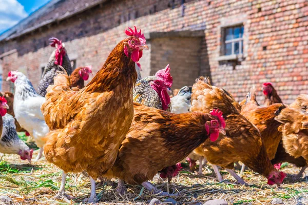 Polli in allevamento di pollame tradizionale allevato all'aperto — Foto Stock