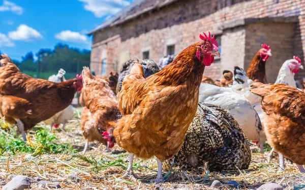 Pollos en granja de aves de corral tradicional — Foto de Stock