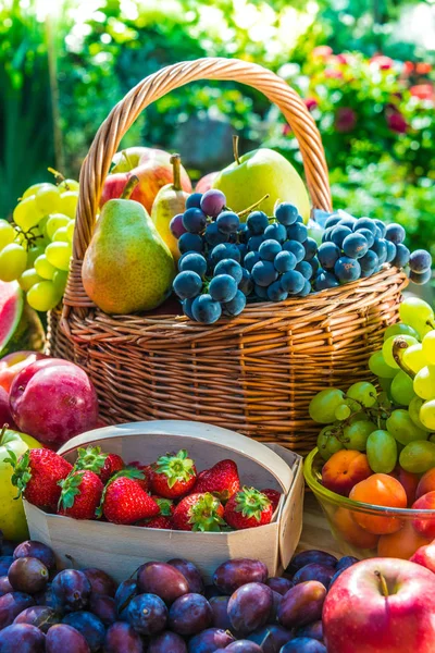 Vielfalt an frischen, reifen Früchten im Garten. — Stockfoto