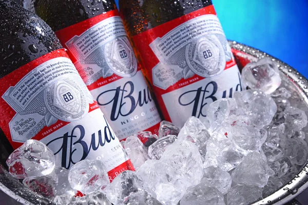 Bottles of Bud beer in bucket with crushed ice — Stock Photo, Image