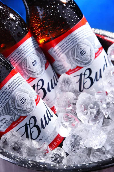 Bottles of Bud beer in bucket with crushed ice — Stock Photo, Image