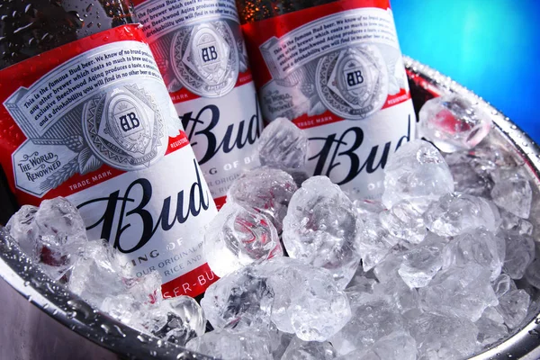 Ezilmiş buz ile kova bud bira şişeleri