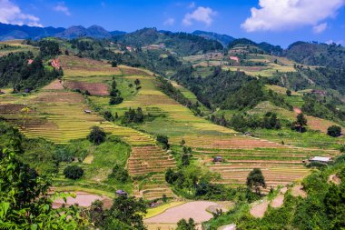 Mu Cang Chai bölgesindeki pirinç tarlalarının manzarası, Vietnam