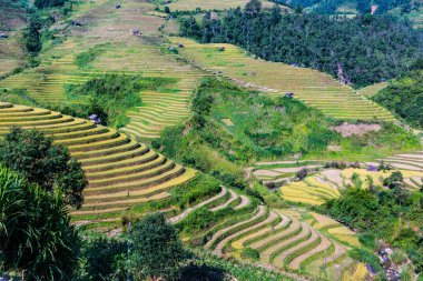 Mu Cang Chai bölgesindeki pirinç tarlalarının manzarası, Vietnam