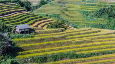 Mu Cang Chai bölgesindeki pirinç tarlalarının manzarası, Vietnam