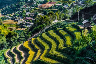 Mu Cang Chai bölgesindeki pirinç tarlalarının manzarası, Vietnam