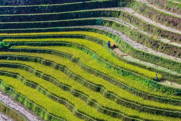 Vista paisagem de campos de arroz no distrito de Mu Cang Chai, VIetnam — Fotografia de Stock