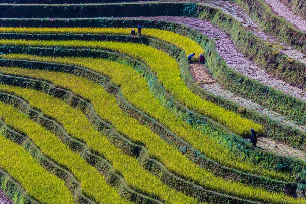 Vista paisagem de campos de arroz no distrito de Mu Cang Chai, VIetnam — Fotografia de Stock