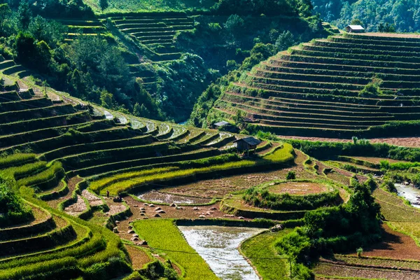 Veduta panoramica delle risaie nel distretto di Mu Cang Chai, Vietnam — Foto Stock