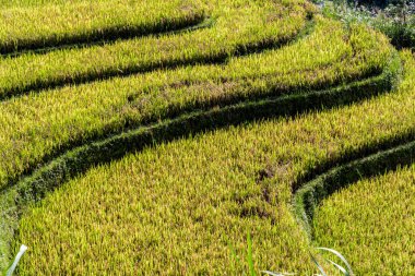 Mu Cang Chai bölgesindeki pirinç tarlalarının manzarası, Vietnam