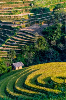Mu Cang Chai bölgesindeki pirinç tarlalarının manzarası, Vietnam