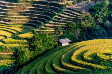 Mu Cang Chai bölgesindeki pirinç tarlalarının manzarası, Vietnam