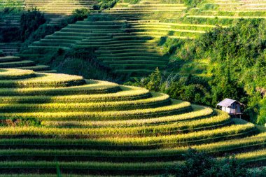 Mu Cang Chai bölgesindeki pirinç tarlalarının manzarası, Vietnam