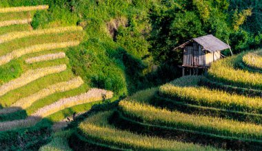 Mu Cang Chai bölgesindeki pirinç tarlalarının manzarası, Vietnam