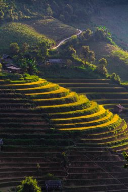 Mu Cang Chai bölgesindeki pirinç tarlalarının manzarası, Vietnam