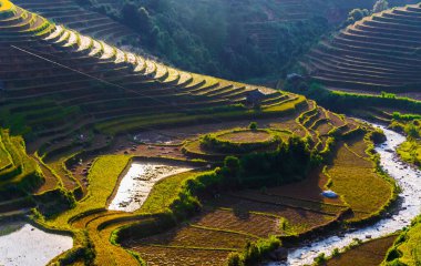Mu Cang Chai bölgesindeki pirinç tarlalarının manzarası, Vietnam