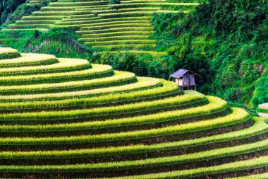 Mu Cang Chai bölgesindeki pirinç tarlalarının manzarası, Vietnam