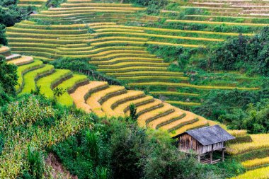 Mu Cang Chai bölgesindeki pirinç tarlalarının manzarası, Vietnam