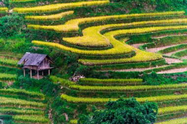 Mu Cang Chai bölgesindeki pirinç tarlalarının manzarası, Vietnam