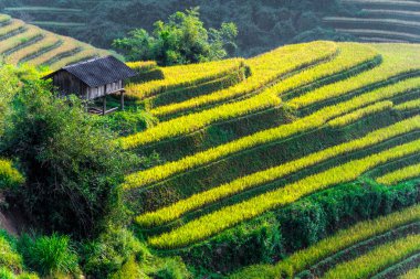 Mu Cang Chai bölgesindeki pirinç tarlalarının manzarası, Vietnam