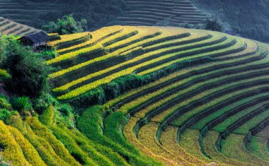 Mu Cang Chai bölgesindeki pirinç tarlalarının manzarası, Vietnam