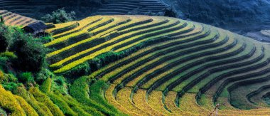 Mu Cang Chai bölgesindeki pirinç tarlalarının manzarası, Vietnam