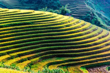 Mu Cang Chai bölgesindeki pirinç tarlalarının manzarası, Vietnam