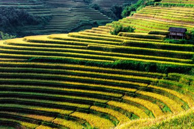 Mu Cang Chai bölgesindeki pirinç tarlalarının manzarası, Vietnam