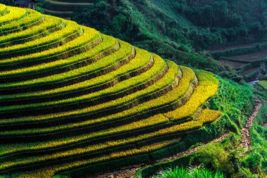 Mu Cang Chai bölgesindeki pirinç tarlalarının manzarası, Vietnam