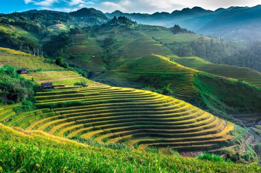 Mu Cang Chai bölgesindeki pirinç tarlalarının manzarası, Vietnam