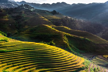 Mu Cang Chai bölgesindeki pirinç tarlalarının manzarası, Vietnam
