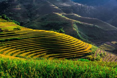Mu Cang Chai bölgesindeki pirinç tarlalarının manzarası, Vietnam