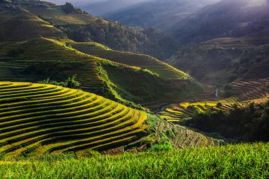 Mu Cang Chai bölgesindeki pirinç tarlalarının manzarası, Vietnam