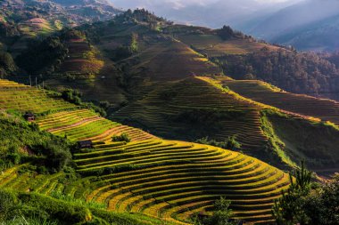 Mu Cang Chai bölgesindeki pirinç tarlalarının manzarası, Vietnam