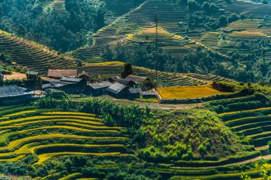 Mu Cang Chai bölgesindeki pirinç tarlalarının manzarası, Vietnam