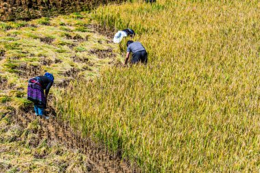 Vietnam 'da kendi kendine yeterli emek gerektiren tarım.