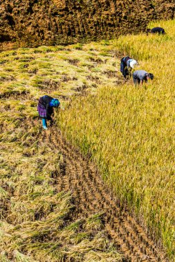Vietnam 'da kendi kendine yeterli emek gerektiren tarım.
