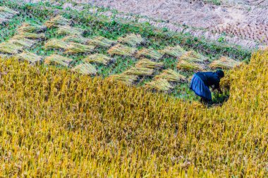 Vietnam 'da kendi kendine yeterli emek gerektiren tarım.