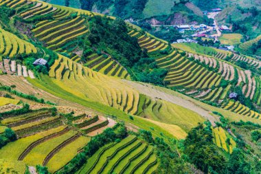 Mu Cang Chai bölgesindeki pirinç tarlalarının manzarası, Vietnam