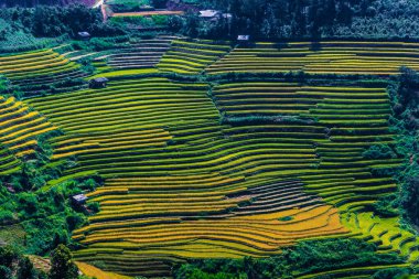 Mu Cang Chai bölgesindeki pirinç tarlalarının manzarası, Vietnam