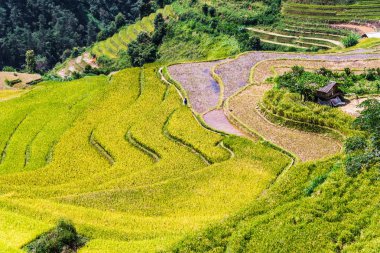 Mu Cang Chai bölgesindeki pirinç tarlalarının manzarası, Vietnam