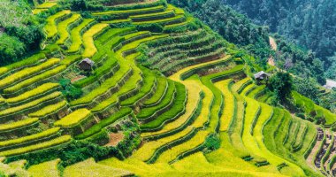 Mu Cang Chai bölgesindeki pirinç tarlalarının manzarası, Vietnam