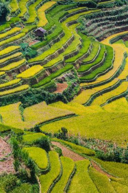 Mu Cang Chai bölgesindeki pirinç tarlalarının manzarası, Vietnam