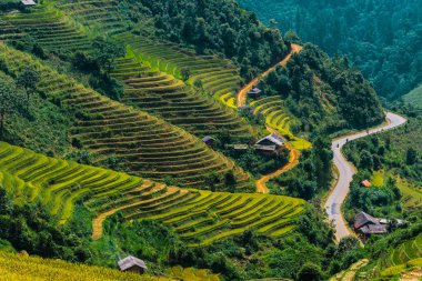 Mu Cang Chai bölgesindeki pirinç tarlalarının manzarası, Vietnam