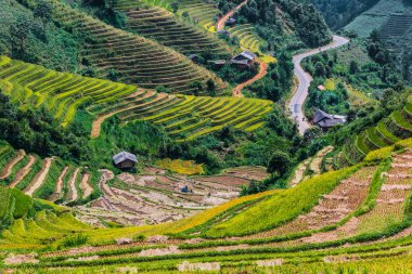 Mu Cang Chai bölgesindeki pirinç tarlalarının manzarası, Vietnam