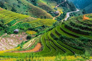 Mu Cang Chai bölgesindeki pirinç tarlalarının manzarası, Vietnam