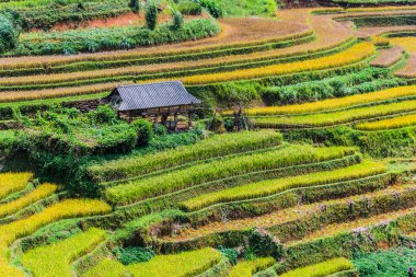 Mu Cang Chai bölgesindeki pirinç tarlalarının manzarası, Vietnam