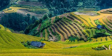 Mu Cang Chai bölgesindeki pirinç tarlalarının manzarası, Vietnam