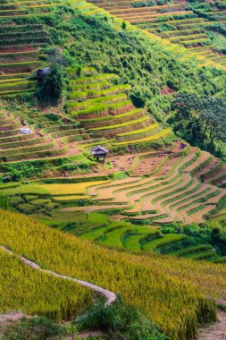 Mu Cang Chai bölgesindeki pirinç tarlalarının manzarası, Vietnam